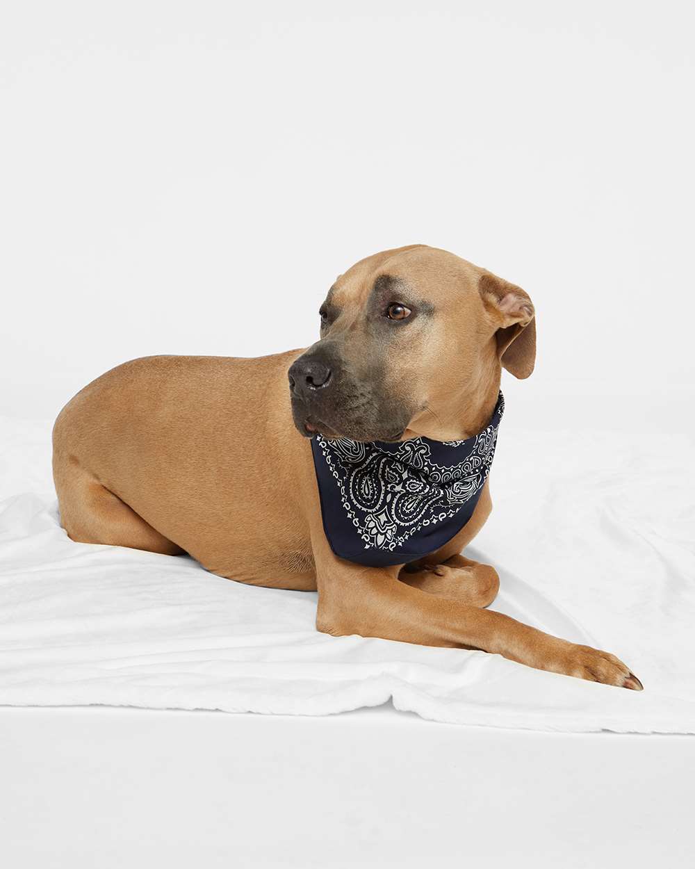 Navy Paisley - Model Front 