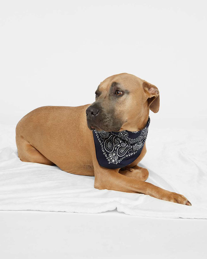 Navy Paisley - Model Front 